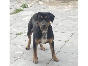 Cachorro raça SRD-ViraLata idade 7 a 11 meses nome Skank