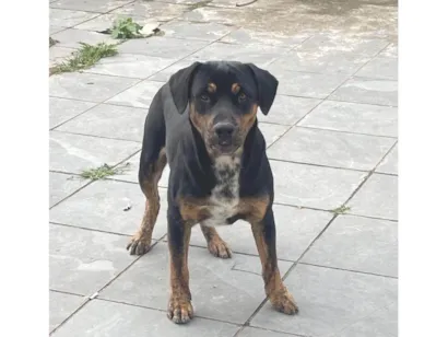 Cachorro raça SRD-ViraLata idade 7 a 11 meses nome Skank