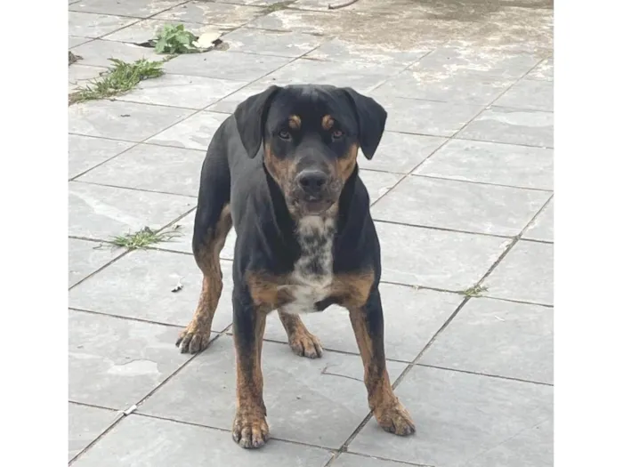 Cachorro ra a SRD-ViraLata idade 7 a 11 meses nome Skank