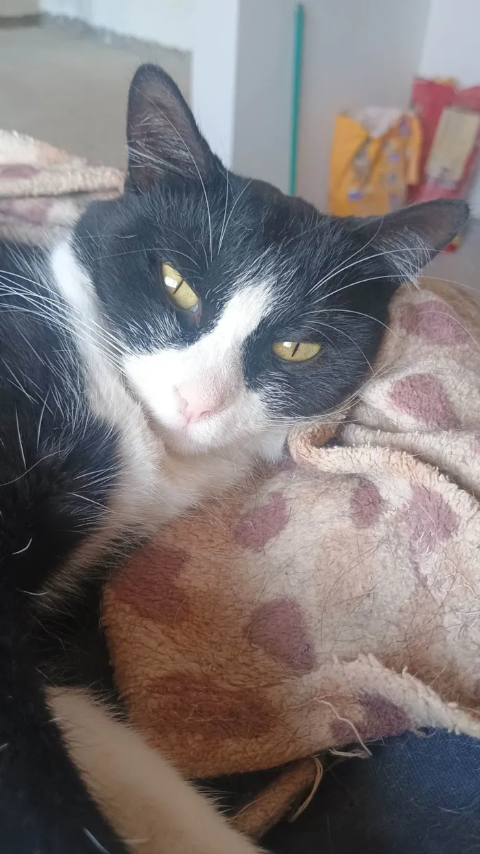Gato ra a SRD-ViraLata idade 2 anos nome Sarah 