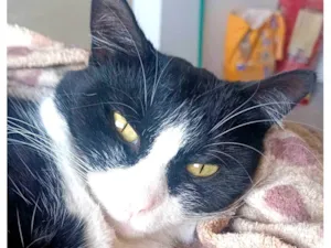 Gato raça SRD-ViraLata idade 2 anos nome Sarah 
