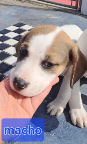 Cachorro raça Perdigueiro idade Abaixo de 2 meses nome Bob