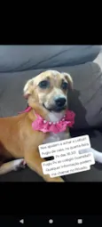 Lolita