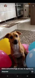 Lolita