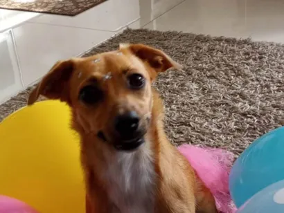 Cachorro raça SRD-ViraLata idade 4 anos nome Lolita