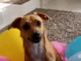 Lolita