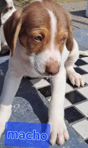 Cachorro raça Perdigueiro idade Abaixo de 2 meses nome Ted