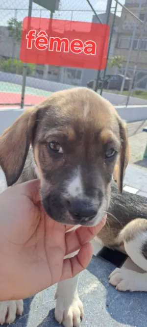 Cachorro raça Perdigueiro idade Abaixo de 2 meses nome Mel