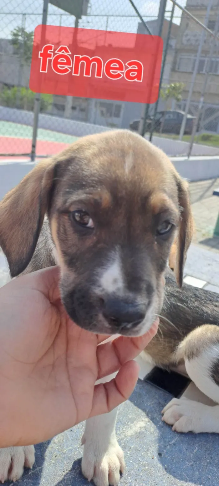 Cachorro ra a Perdigueiro idade Abaixo de 2 meses nome Mel