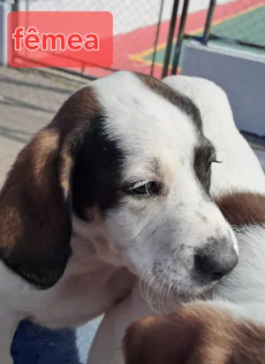 Cachorro raça Perdigueiro idade Abaixo de 2 meses nome Diana