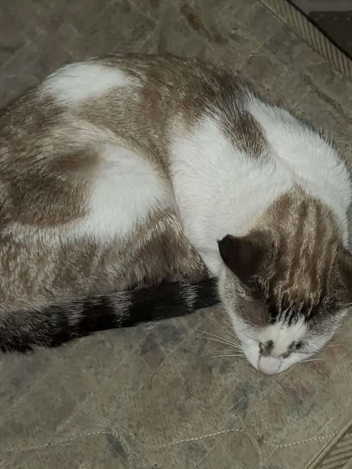 Cachorro ra a SRD-ViraLata idade 2 anos nome Mel
