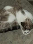 Mel