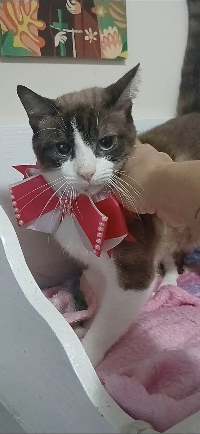 Cachorro ra a SRD-ViraLata idade 1 ano nome Poly