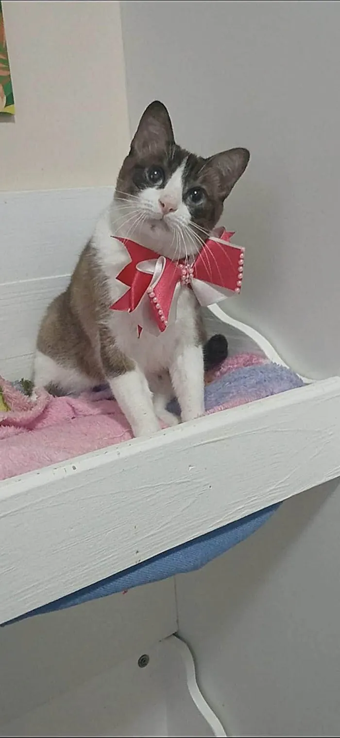 Cachorro ra a SRD-ViraLata idade 1 ano nome Poly