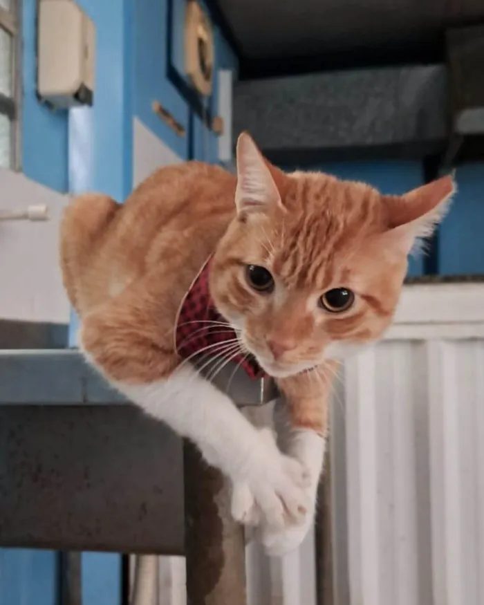 Gato ra a SRD-ViraLata idade 1 ano nome Horus