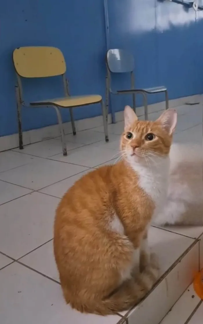 Gato ra a SRD-ViraLata idade 1 ano nome Horus