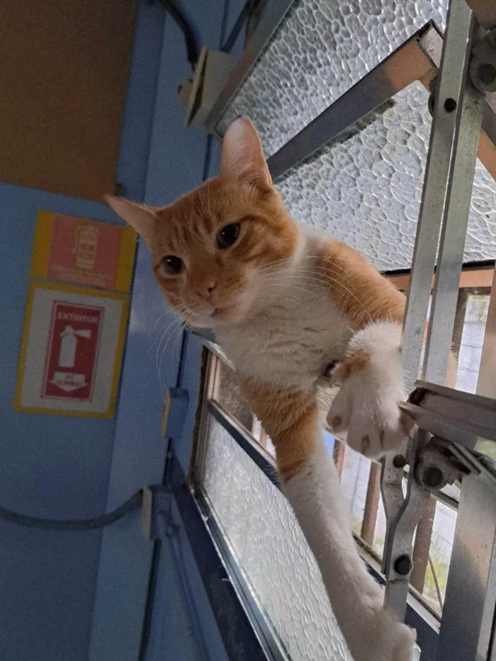 Gato ra a SRD-ViraLata idade 1 ano nome Horus