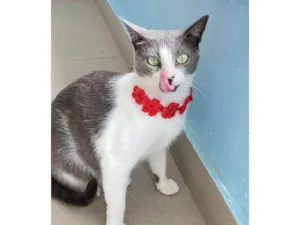 Gato raça SRD-ViraLata idade 2 anos nome Luna