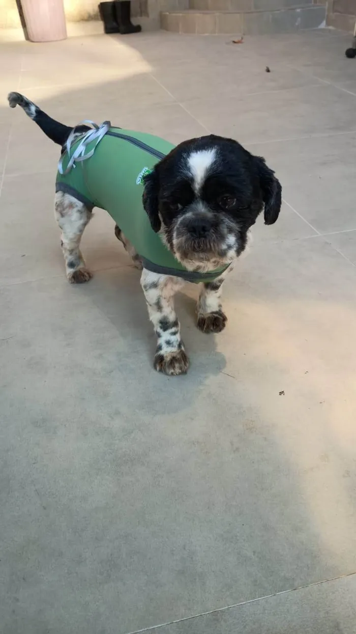 Cachorro ra a Lhasa Apso idade 2 anos nome Tody