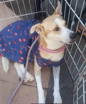 Cachorro raça SRD-ViraLata idade 3 anos nome Tina