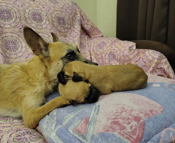 Cachorro ra a SRD-ViraLata idade Abaixo de 2 meses nome Filhotes