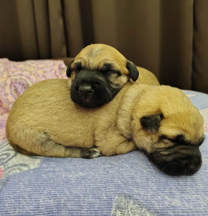 Cachorro ra a SRD-ViraLata idade Abaixo de 2 meses nome Filhotes