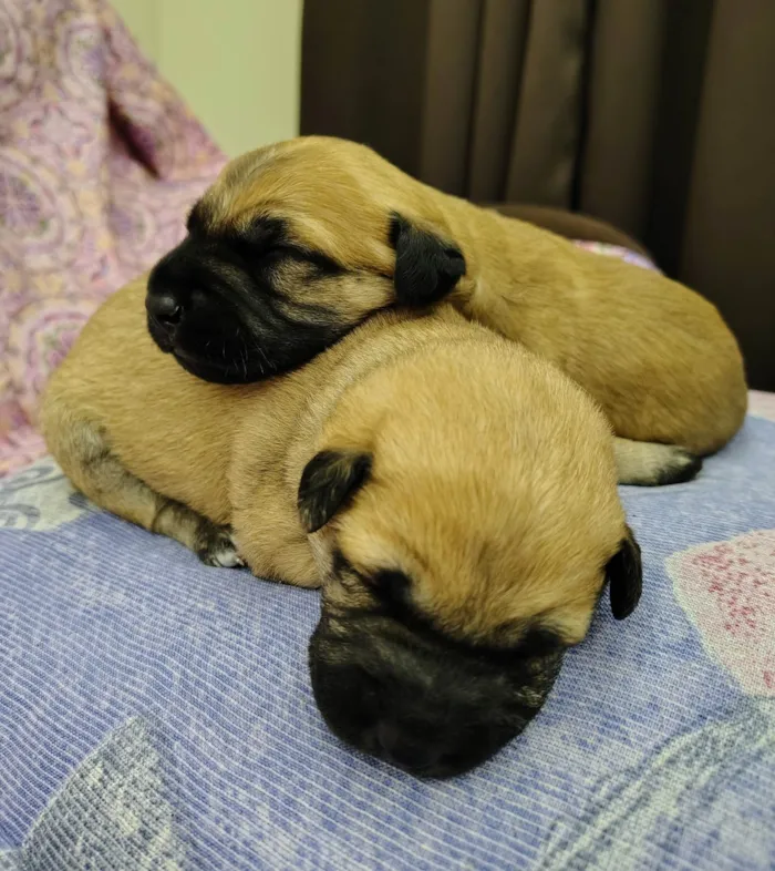 Cachorro ra a SRD-ViraLata idade Abaixo de 2 meses nome Filhotes
