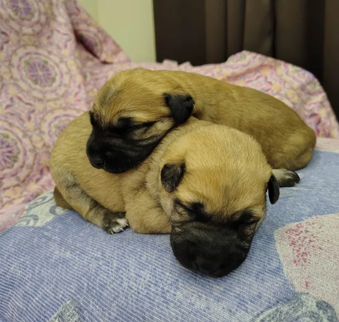 Cachorro ra a SRD-ViraLata idade Abaixo de 2 meses nome Filhotes