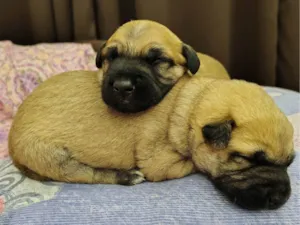 Cachorro raça SRD-ViraLata idade Abaixo de 2 meses nome Filhotes
