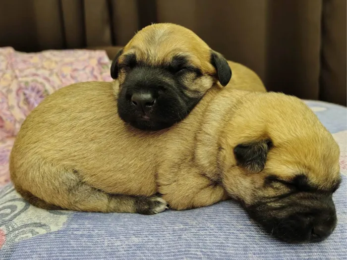 Cachorro ra a SRD-ViraLata idade Abaixo de 2 meses nome Filhotes