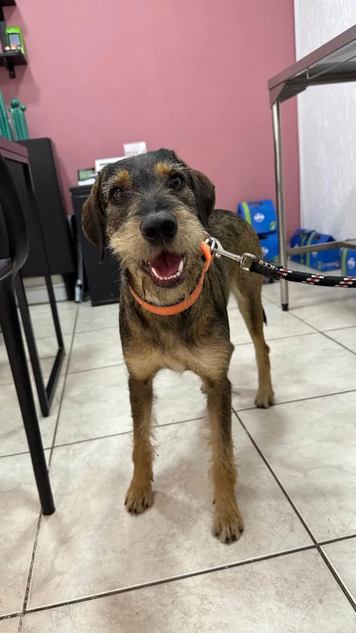 Cachorro ra a SRD-ViraLata idade 1 ano nome Barbudinha 