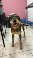 Barbudinha