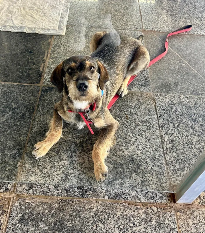Cachorro ra a SRD-ViraLata idade 1 ano nome Barbudinha 