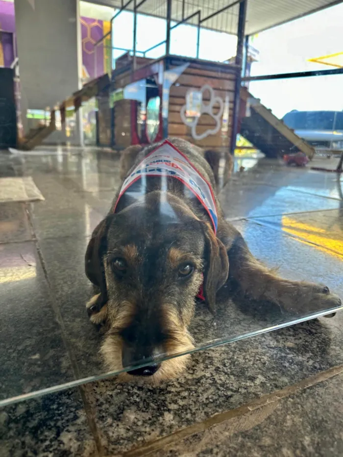 Cachorro ra a SRD-ViraLata idade 1 ano nome Barbudinha 