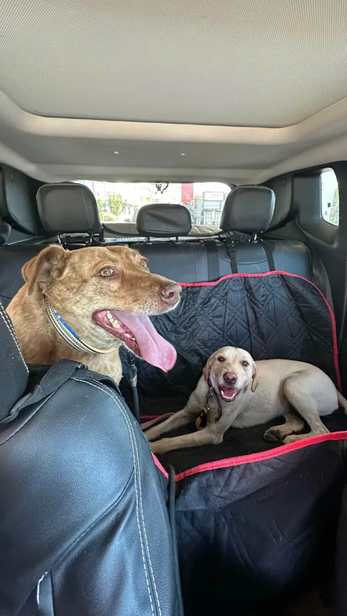 Cachorro ra a SRD-ViraLata idade 1 ano nome Carmela 