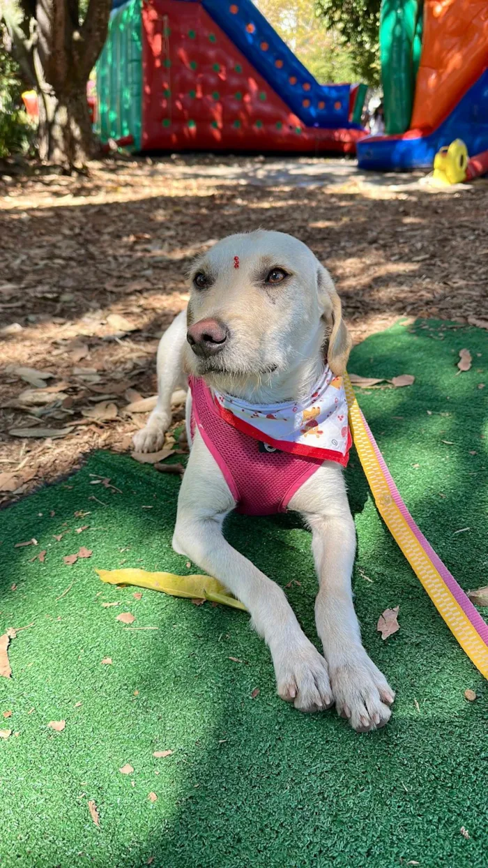 Cachorro ra a SRD-ViraLata idade 1 ano nome Carmela 