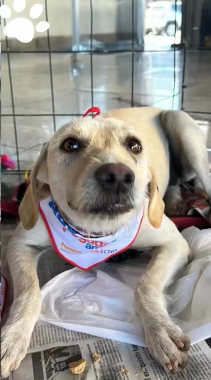 Cachorro ra a SRD-ViraLata idade 1 ano nome Carmela 