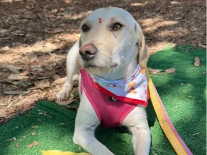 Cachorro raça SRD-ViraLata idade 1 ano nome Carmela 