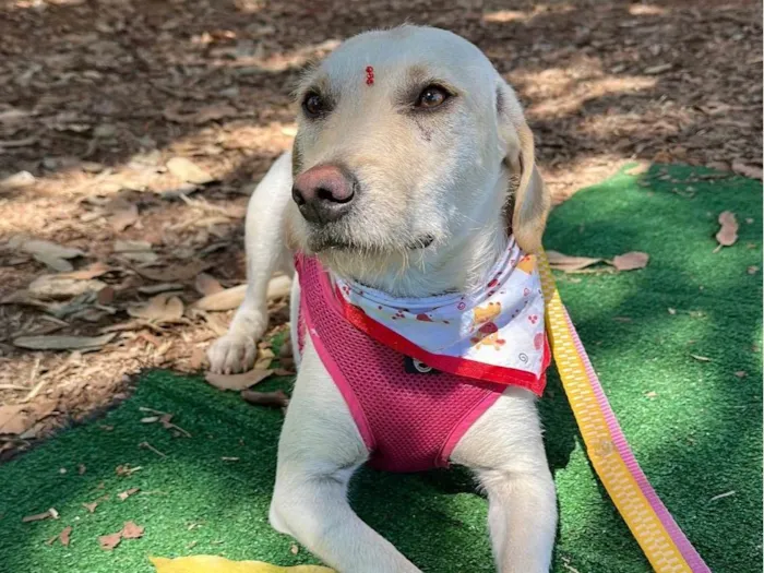 Cachorro ra a SRD-ViraLata idade 1 ano nome Carmela 
