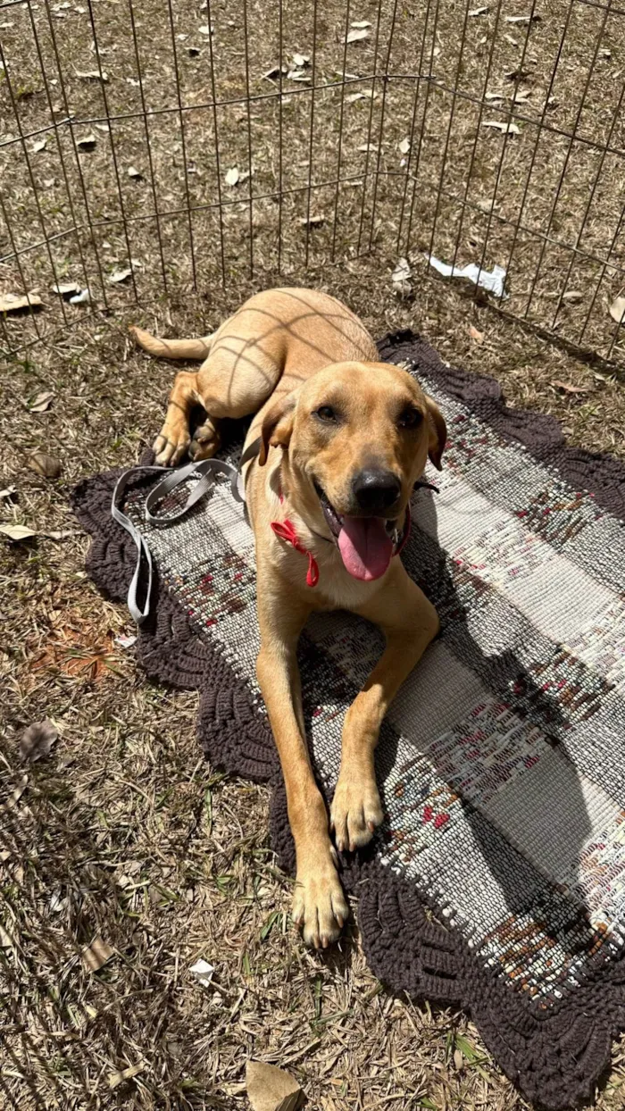 Cachorro ra a SRD-ViraLata idade 1 ano nome Caramelo