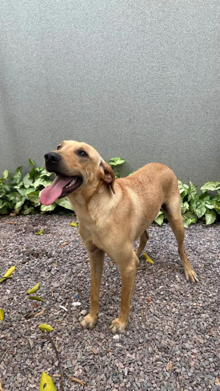 Cachorro ra a SRD-ViraLata idade 1 ano nome Caramelo