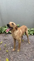Caramelo