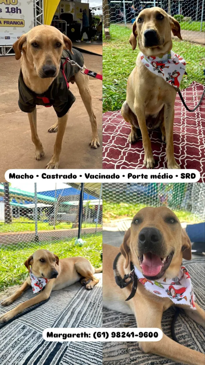 Cachorro ra a SRD-ViraLata idade 1 ano nome Caramelo