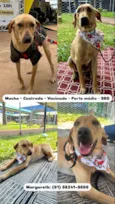 Caramelo