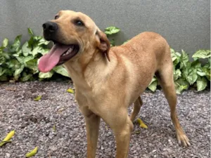 Cachorro raça SRD-ViraLata idade 1 ano nome Caramelo