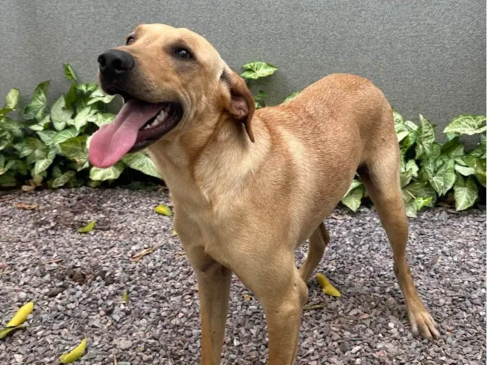 Cachorro ra a SRD-ViraLata idade 1 ano nome Caramelo