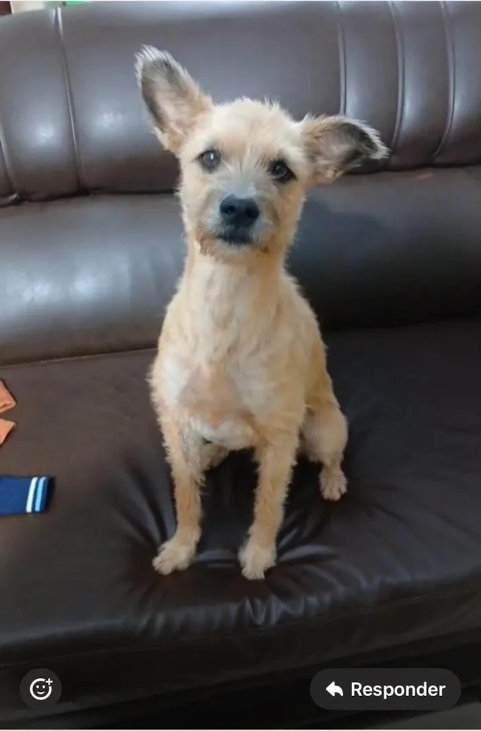 Cachorro ra a SRD-ViraLata idade 1 ano nome Nina