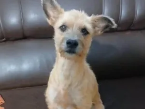 Cachorro raça SRD-ViraLata idade 1 ano nome Nina