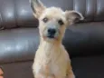 Nina