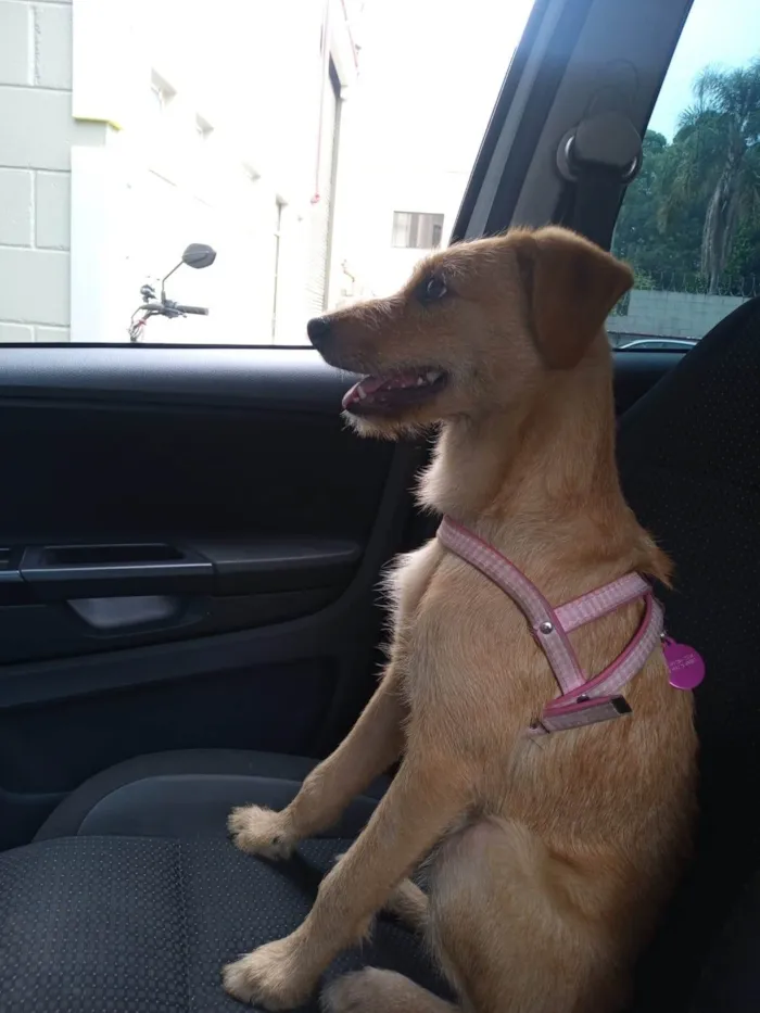 Cachorro ra a SRD-ViraLata idade 2 anos nome Lola
